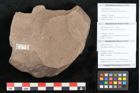 Foto (Objekt + Etikett) von Pseudopinus wilkinsoni Ettingshausen (NHMW-GEO-2024-0188-10373b)